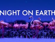 Night On Earth