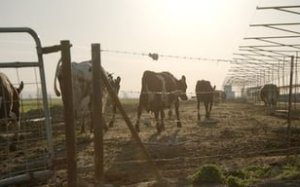 Gıda Suçları 1. Sezon 5. Bölüm İzle – Türkçe Dublaj İzle