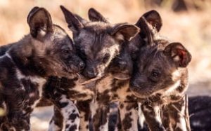 Serengeti 1. Sezon 3. Bölüm İzle – Türkçe Dublaj İzle